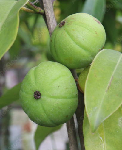 Garcinia Cambogia