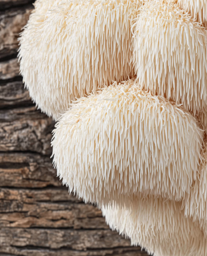 Close-up of lion's mane mushrooms on a wooden surface